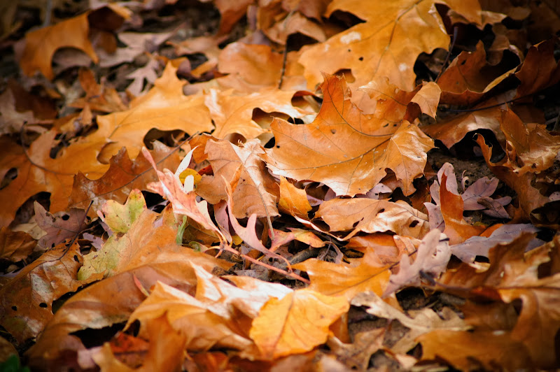 dried-leaves-free-pictures-1 (2533)
