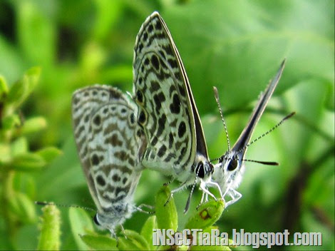 kupu-kupu Zebra Blue atau Plumbago Blue (Leptotes plinius) kawin bertiga_2