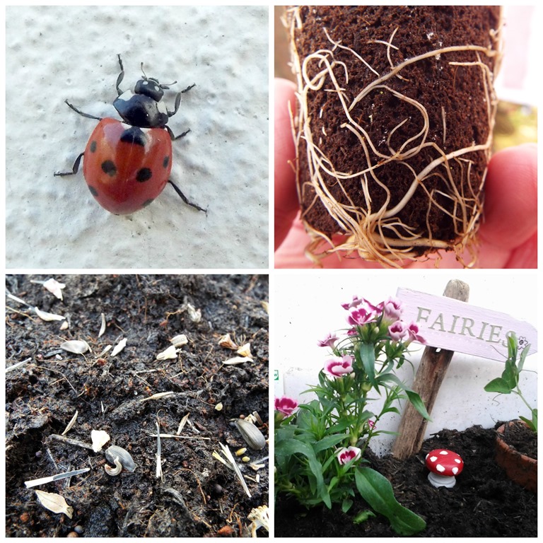 [ladybug-and-roots2.jpg]