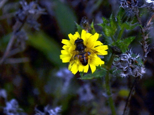 [erastalis%255B3%255D.jpg]