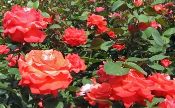 Portland Rose Garden, 2012