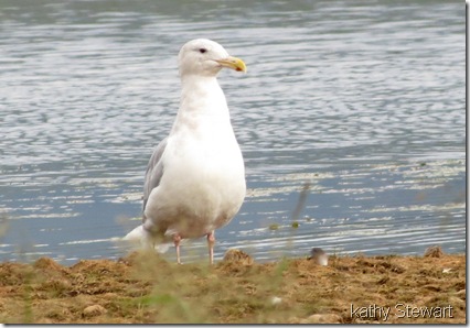 Glaucous-wing Gull