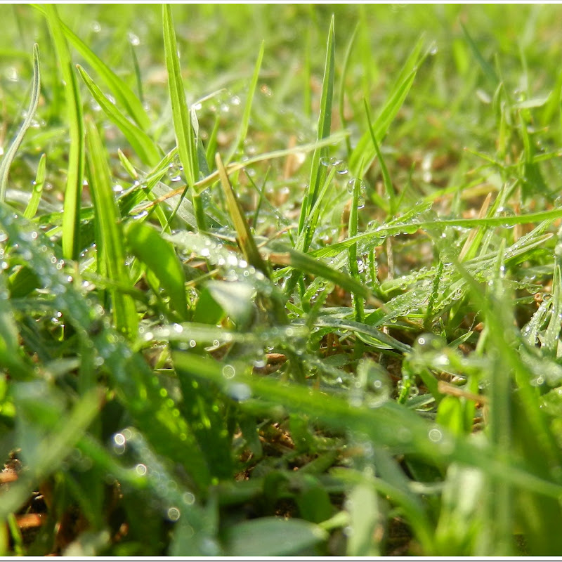 Dew on grass in the morning….