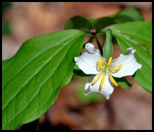 04 - Spring Wildflowers - Trillium - Catesby's