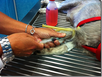 vaccino leishmaniosi canina