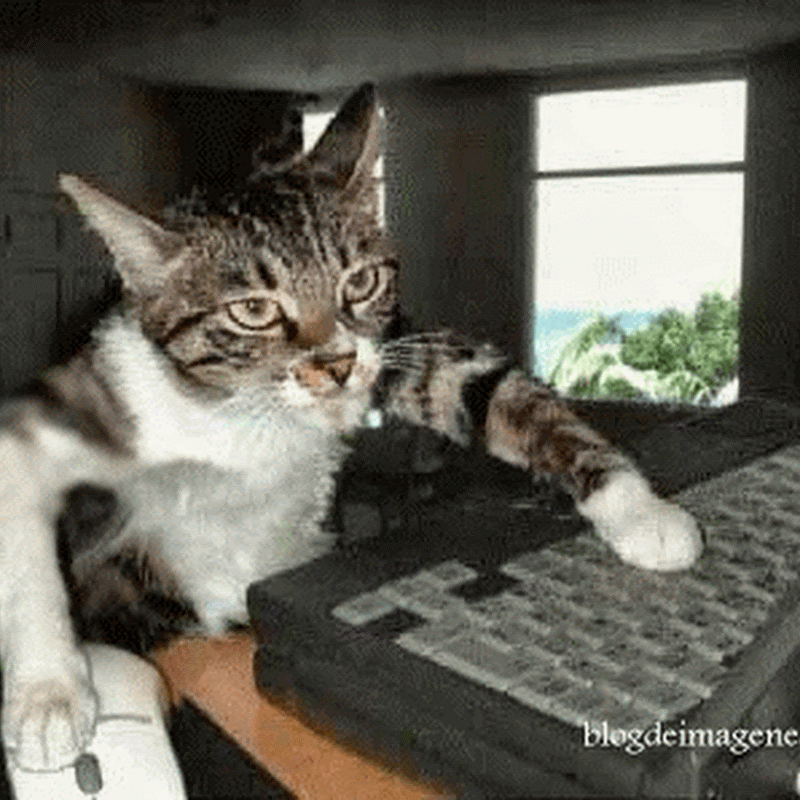 Gifs animados gatos jugando con un PC