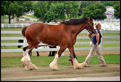 06e - around the grounds - taking a Clydesdale for a walk