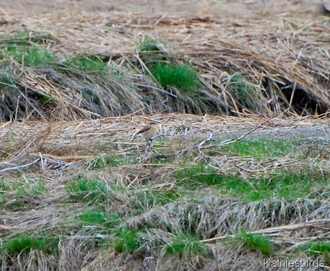 21. northern wheatear-kab