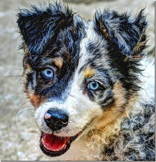 wet dora portrait