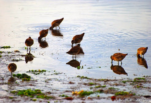 10. dowitchers-kab