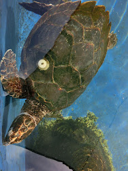 2012-10-20 Mallorca by BREITENGRAD53 - 198