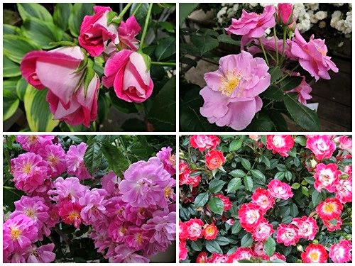FANCL「ローズガーデン」ピンク系のバラ