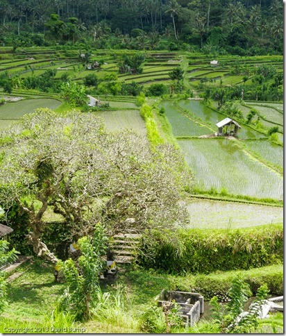 Bali Fields