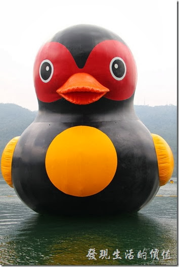 花蓮縣鯉魚潭的「紅面番鴨」有著本土的橘色的嘴巴、黃色的胸、紅色的臉、黑色的皮膚，模樣一樣超可愛。