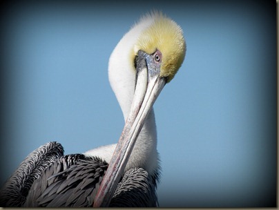 closeup of pelican