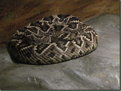 diamond back rattlesnake