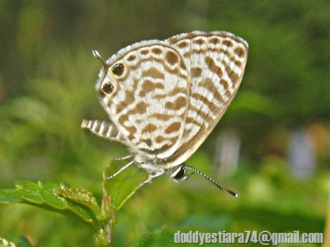 Leptotes plinius - Zebra Blue, Plumbago Blue 02