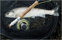 Sea trout fishing wexford