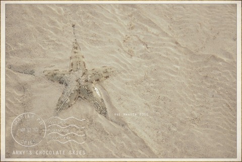 sand-colored sea star