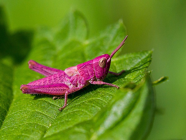 Pink grasshopper 01