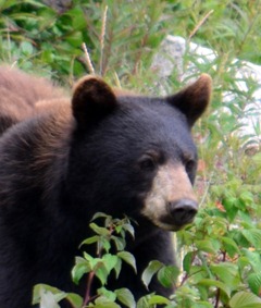 shiny black bear with a brown nose