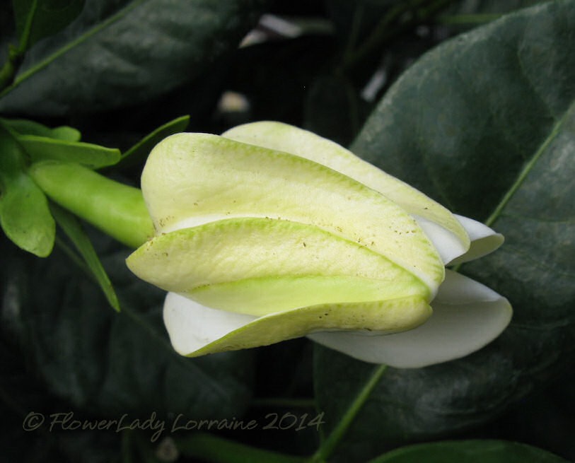 [04-29-tahitian-gardenia%255B2%255D.jpg]
