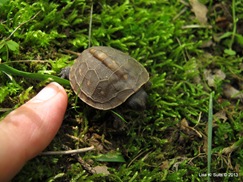 baby box turtle with fingertip for scale