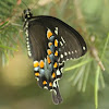 Spicebush butterfly