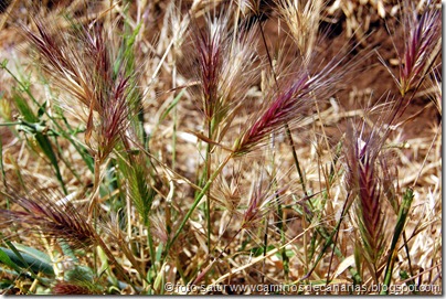 1183 S.Bartolomé-Arteara(Espiguilla roja) 1183 S.Bartolomé-Arteara(Espiguilla roja)