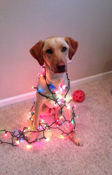 [perro%2520gorritos%2520navidad%2520%252820%2529%255B5%255D.jpg]