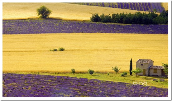 Lavender fields near Sault, Provence-Alpes-Cote dAzur, France