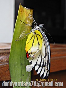 kupu-kupu Delias hyparete menetas 11