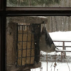 White-breasted Nuthatch