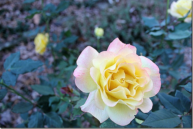 Beautiful yellow rose with pin tips