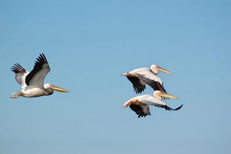 Pelicani in zbor.jpg