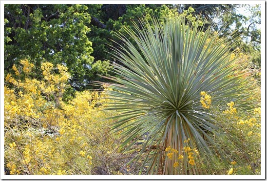 Yucca-rostrata- -Cassia-artemisioides_01