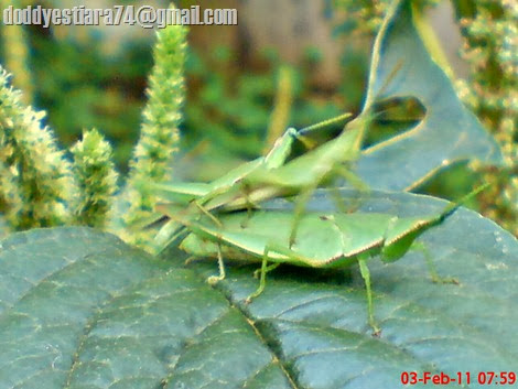 belalang Atractomorpha crenulata jantan kedua mengendap-endap mendekati pasangan belalang yang sedang kawin_3