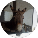 Image Google de Binette LaZer