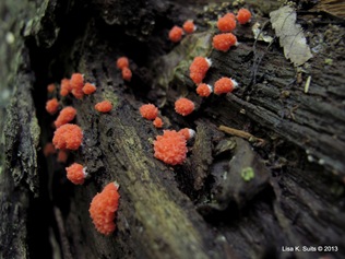 Tubifera ferruginosa looking down log