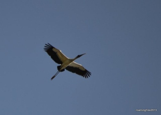 Wood Stork?
