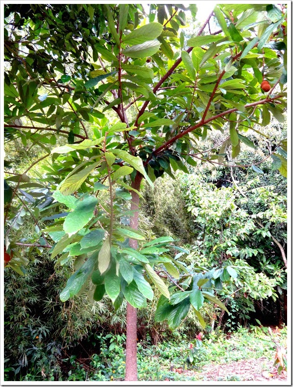 Árvore de Cupuaçu