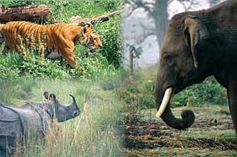 [jungle_safari%255B2%255D.jpg]