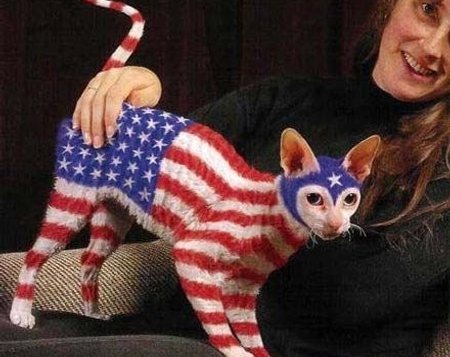 [american-flag-cat33.jpg]