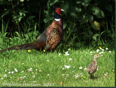 9 baby-pheasant-and-dad