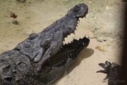 [195]_Crocodilo1