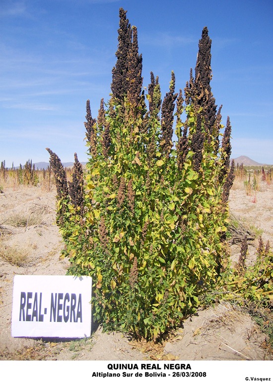[Quinua-Real-Negra-Altiplano-Sur-de-B%255B1%255D.jpg]