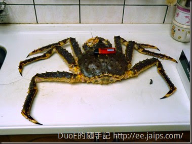 北海道巨無霸帝王蟹-大小比例1