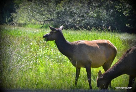 Female Elk in another meadow