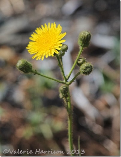 4-Perenial-sow-thistle