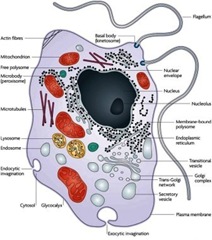 eukaryotic cell
